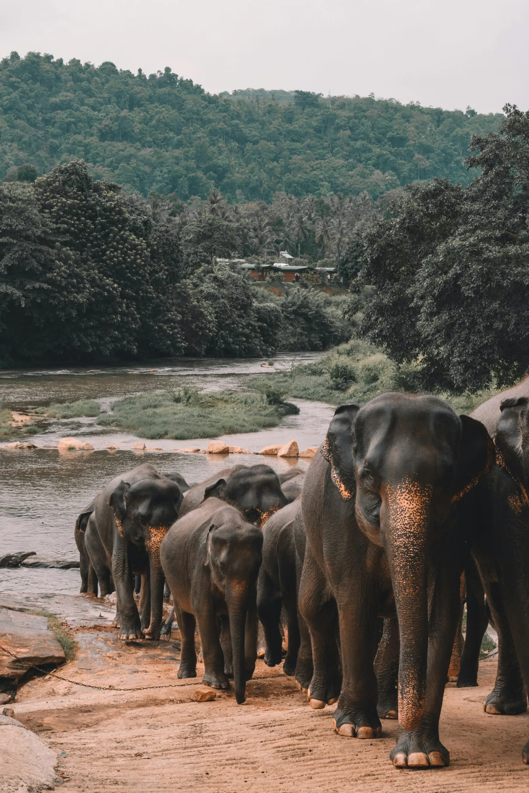 Sri Lanka Travel Experience