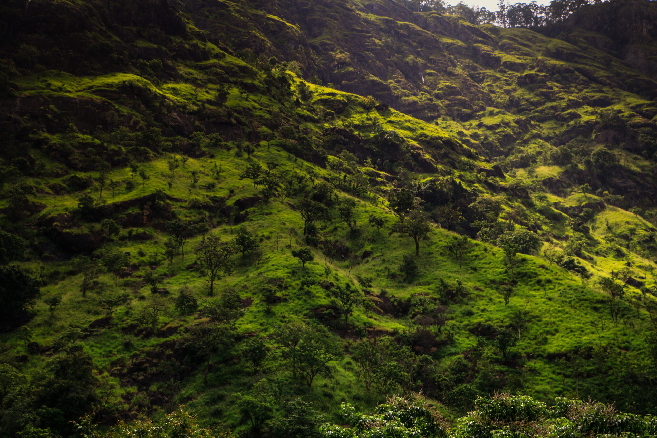 Ella Hill Country Escape – Nine Arch Bridge & Little Adam’s Peak Tour