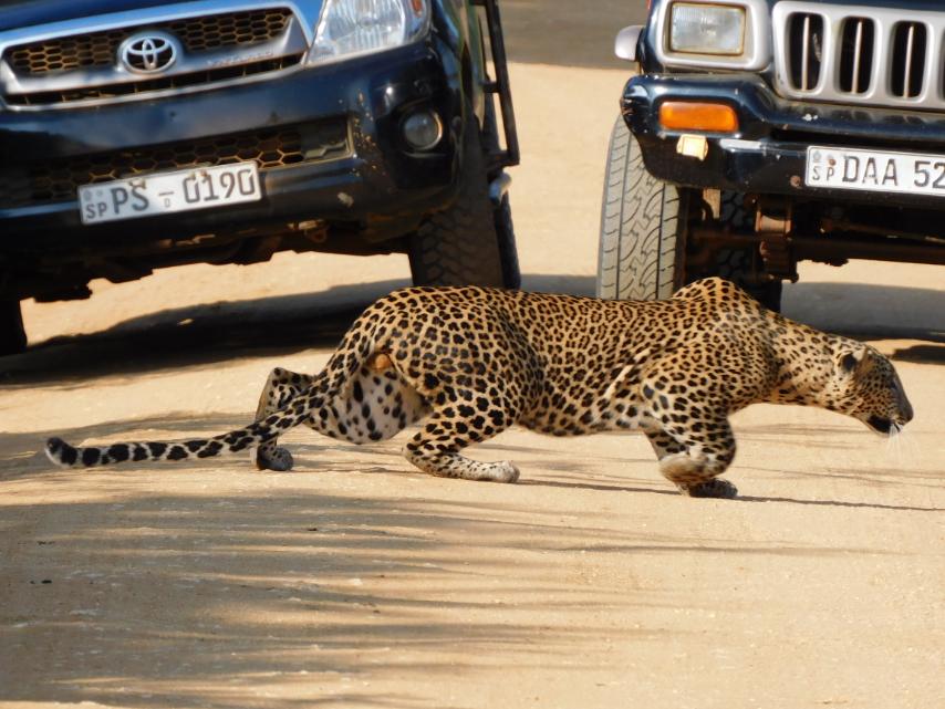 Beach & Wildlife Safari – Yala National Park